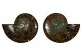 Cut & Polished, Agatized Ammonite Fossil - Madagascar #344099-1